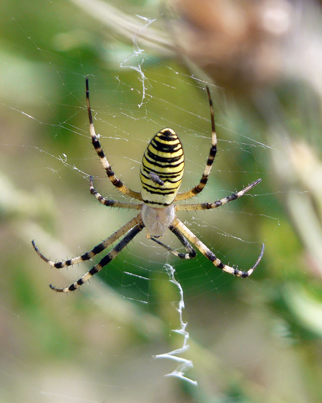 Argiope bruennichi